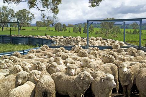Picture of sheep at a livestock saleyard
